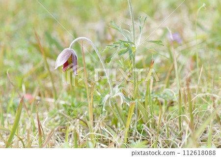 Okinagusa Okinagusa 112618088