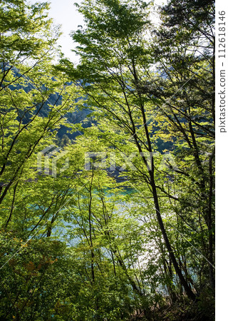 Vibrant fresh greenery along the dam lake Vibrant fresh greenery along the dam lake 112618146