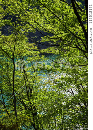 Vibrant fresh greenery along the dam lake Vibrant fresh greenery along the dam lake 112618151