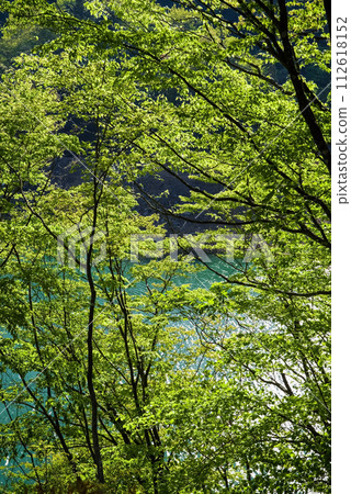 Vibrant fresh greenery along the dam lake Vibrant fresh greenery along the dam lake 112618152