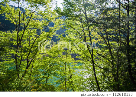 水壩湖畔綠意盎然,生氣勃勃 水壩湖畔綠意盎然,生氣勃勃 112618153