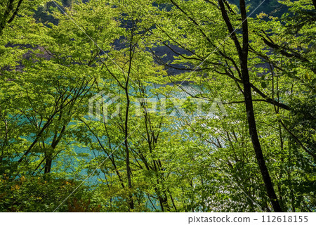 水壩湖畔綠意盎然,生氣勃勃 水壩湖畔綠意盎然,生氣勃勃 112618155