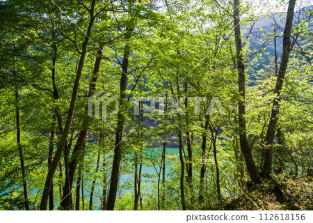 水壩湖畔綠意盎然，生氣勃勃 112618156