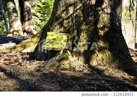 丹澤的目室山 半室山橫貫路線 供奉在大杉樹中的小神社 112618451