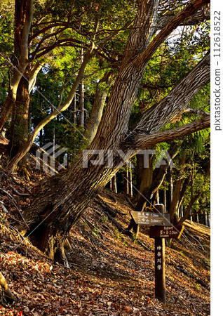 Asahi mountain trail, Mt. Mt. 3 in Tanzawa, Quercus forest Asahi mountain trail, Mt. Mt. 3 in Tanzawa, Quercus forest 112618522