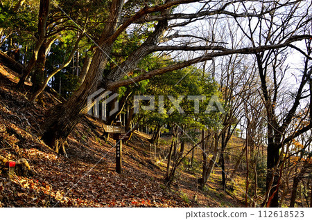 Asahi mountain trail, Mt. Mt. 3 in Tanzawa, Quercus forest Asahi mountain trail, Mt. Mt. 3 in Tanzawa, Quercus forest 112618523