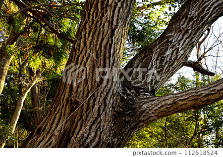 Quercus forest, Mt. Oyama in Tanzawa Quercus forest, Mt. Oyama in Tanzawa 112618524