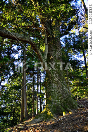 Large fir tree, Mt. Mt. Mt. Mt., Tanzawa Large fir tree, Mt. Mt. Mt. Mt., Tanzawa 112618528
