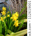 Yellow daffodils 112619001