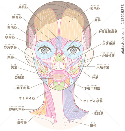 Muscles around the face and neck, hairstyle included, name included (no text color) 112619278