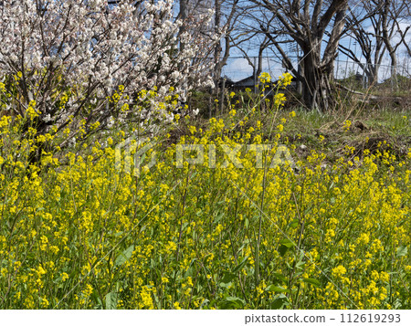 White plum blossoms and rape blossoms bloom on the Yamato River riverbed 112619293