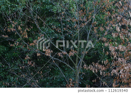 Forest landscape Forest landscape 112619340
