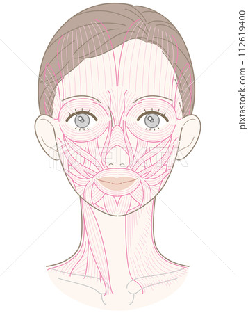 Muscles around the face and neck, with hairstyle, muscle line drawing, no name 112619400