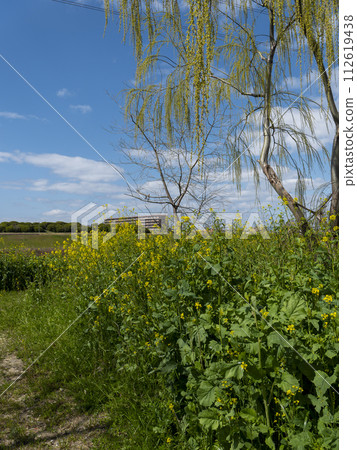 大和川沿岸的油菜花田 112619438