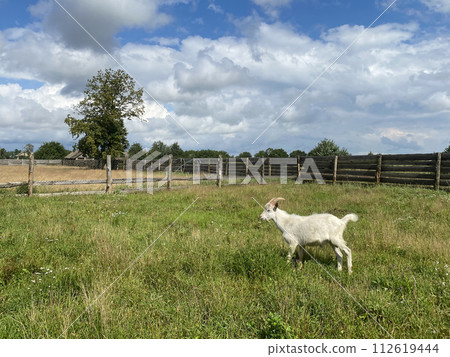 White goat at a farm behind the fence. Concept of goat rearing and breeding White goat at a farm behind the fence. Concept of goat rearing and breeding 112619444