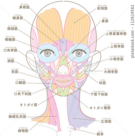 Muscles around the face and neck, no hairstyle, name included (no text color) 112619562