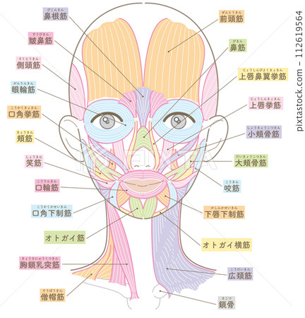 Muscles around the face and neck, no hairstyle, name included 112619564