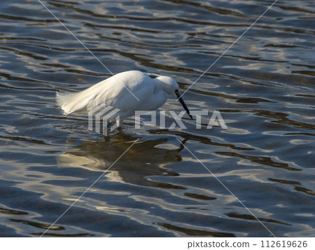 小白鷺在大和河裡找魚 112619626