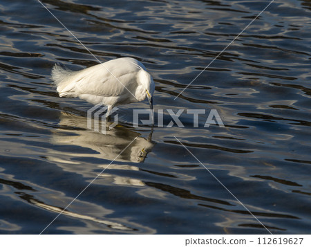 Little Egret looking for fish in the Yamato River 112619627