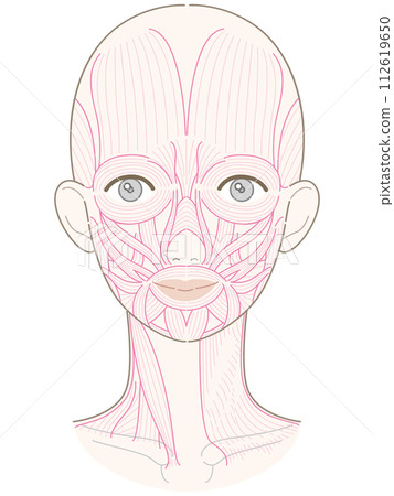 Muscles around the face and neck, no hairstyle, muscle line drawing, no name 112619650