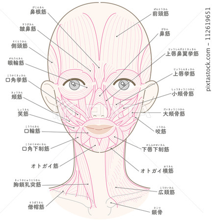 Muscles around the face and neck, no hairstyle, muscle line drawing, name included 112619651