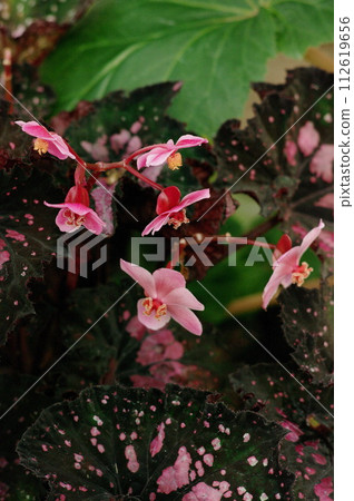 燦爛的花朵 燦爛的花朵 112619656