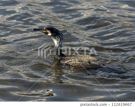 A river cormorant looking for fish in the Yamato River that flows through Osaka 112619667