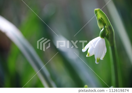 Snowflake white flowers 112619874