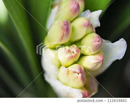 君子蘭花蕾開始變色 112619881