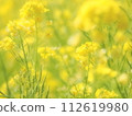 Rapeseed flowers bathing in the bright spring sun 112619980