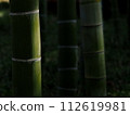 Sunlight filtering through the dark bamboo forest 112619981