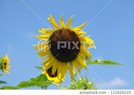 The beautiful bright yellow sunflower. The beautiful bright yellow sunflower. 112620228