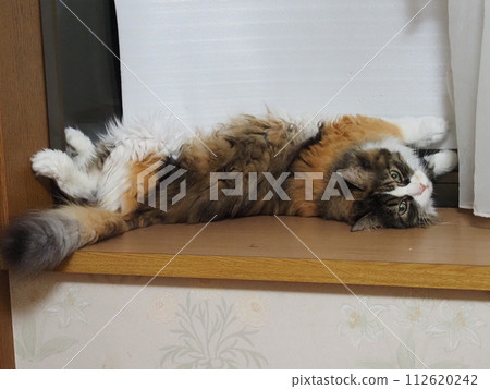 Cat turning over 112620242