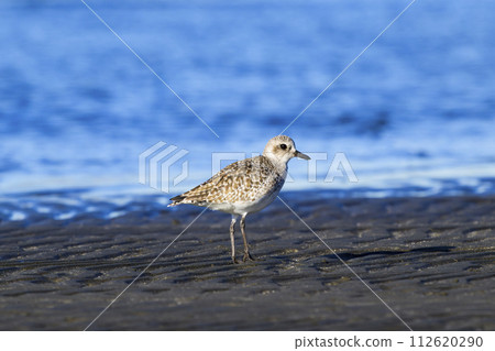 Daisen vine 112620290