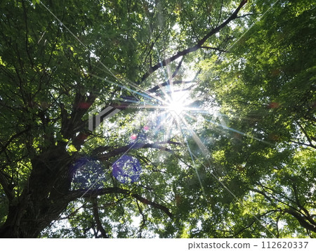 Summer sunshine 112620337