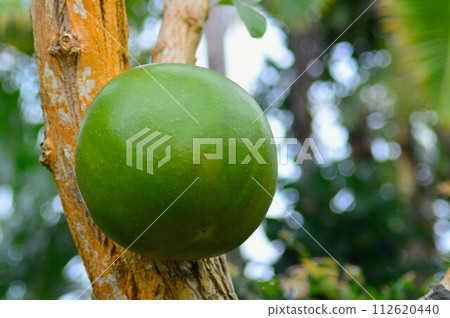 Gourd tree Gourd tree 112620440