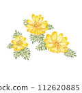 福壽草手繪水彩插圖 福壽草手繪水彩插圖 112620885