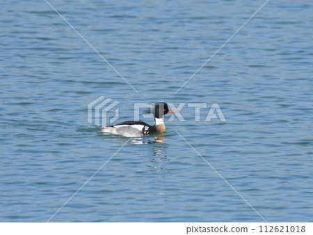 Rumen Rumen 112621018