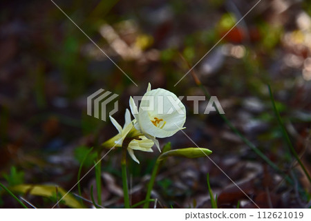 Primitive seeds flowers 112621019