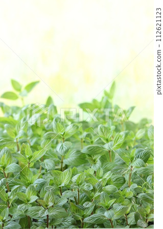 草本薄荷幼苗芳香草本特寫 112621123