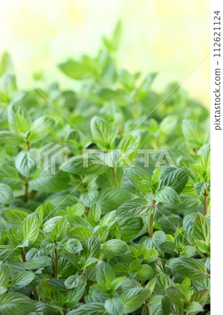 草本薄荷幼苗芳香草本特寫 草本薄荷幼苗芳香草本特寫 112621124
