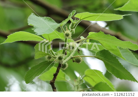 Natural plant, female flower. The flowers seem to grow one by one in the leaf axils of new branches. 112621152