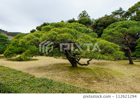 伊勢神宮風景松樹 112621294