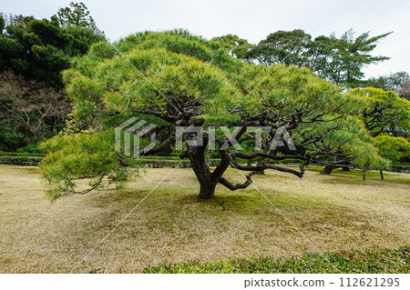 伊勢神宮風景松樹 伊勢神宮風景松樹 112621295
