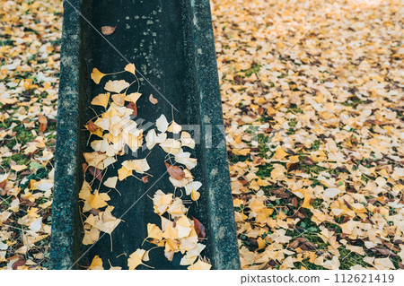 Slide and carpet of fallen ginkgo leaves 112621419