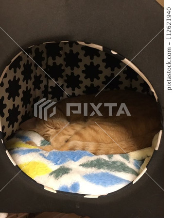 Sleeping cat 112621940
