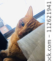 A sunny cat 112621941