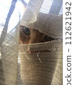 Naughty cat 112621942