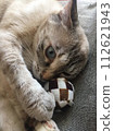 Ball and cat 112621943