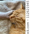 Sleeping cat 112621945